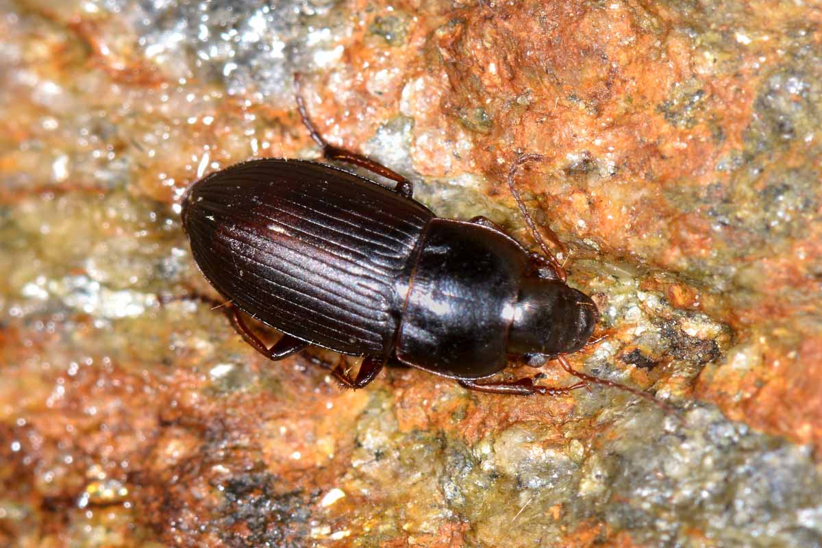 Harpalus anxius  (Carabidae)